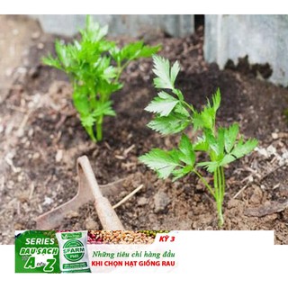 GÓI 200 HẠT GIỐNG CẦN TÂY