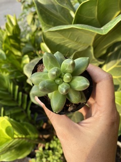 SEN ĐÁ KIM CƯƠNG XANH 4-6cm