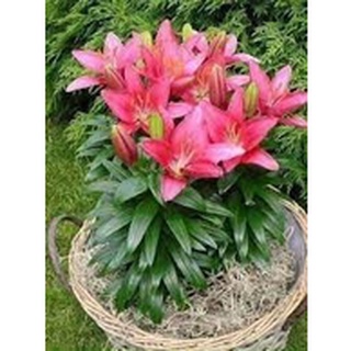 Củ ly lùn thơm, Củ TULIP Hà Lan mix đủ màu