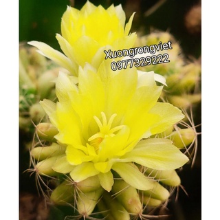 Xương rồng chuối vàng