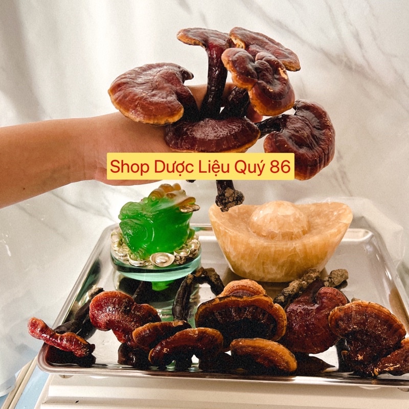 Nấm Linh Chi Rừng 100g