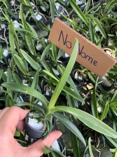 Hoa lan Vanda size cây giống