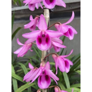 Combo 03 cây Giả Gạc Tím Tây Yên Tử  ( HOA NỞ TẾT- RẤT THƠM)