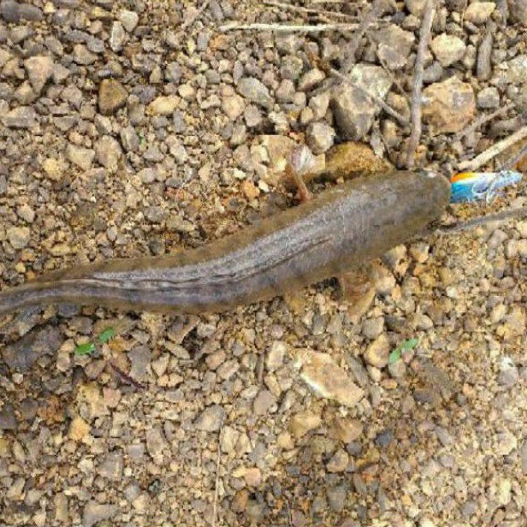 Mồi Câu Cá Sắt Orochi, Fishen, R45, PL456 Full Lưỡi