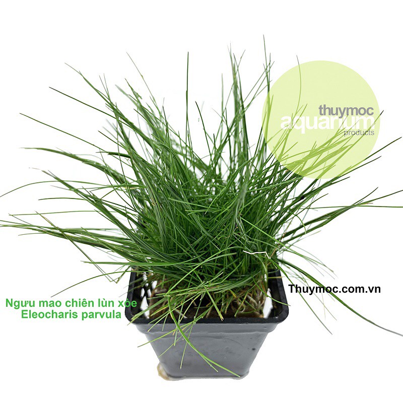 NGƯU MAO CHIÊN LÙN XOÈ THUỶ MỘC - CÂY CỎ NỀN THUỶ SINH CHUYÊN CẮM NỀN TIỀN CẢNH CHO BỂ THUỶ SINH