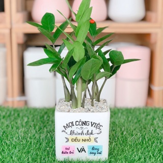 CHẬU CÂY KIM TIỀN VẼ CHỮ MỌI CÔNG VIỆC THÀNH ĐẠT...