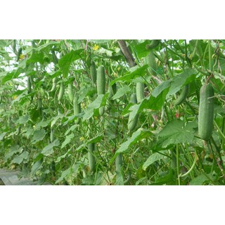 Hạt Giống Dưa Chuột Nếp Ta
