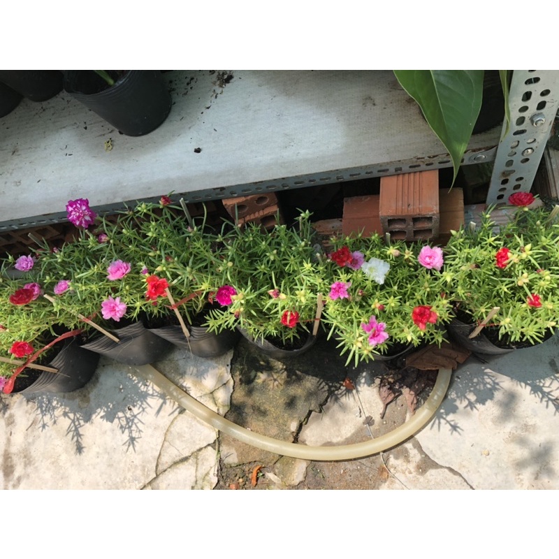 Chậu hoa 10 giờ cánh kép nhiều màu