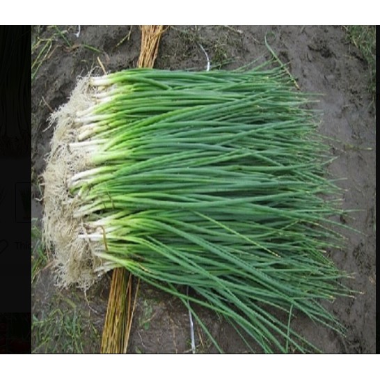 Hạt giống hành hương xanh