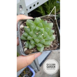 haworthia sen đá kim cương MS-4
