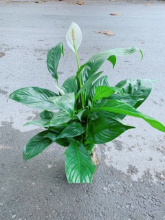 Chậu Lan Ý Thuỷ Sinh