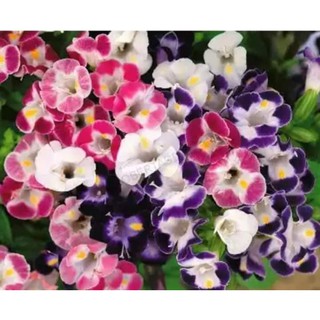Hạt giống Hoa Mắt Nai F1 mix nhiều màu
