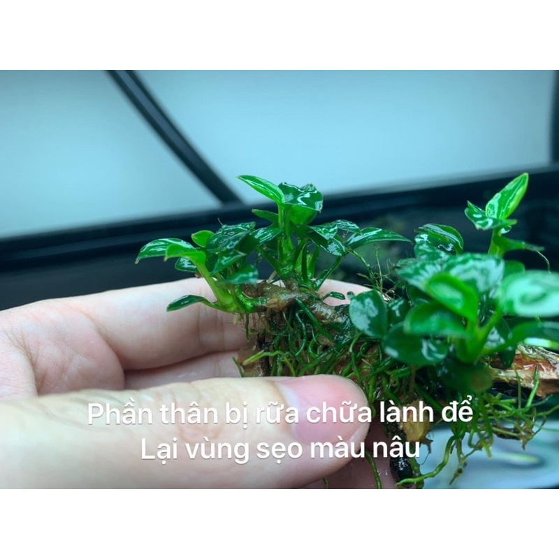 Dung dịch thuỷ sinh BLUE NANO phòng trị rữa thân ở ráy, bucep tương tự T Doctor
