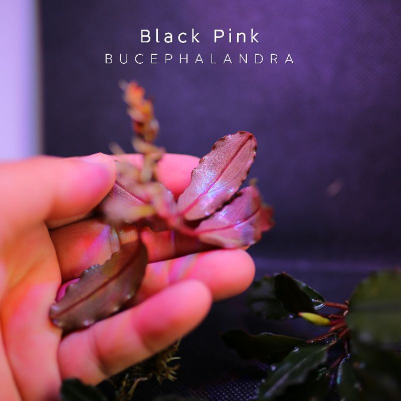 Black Pink đợt mới | Cây thủy sinh lá đỏ hồng | Hàng ngọn | lá cạn