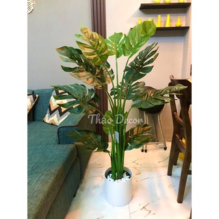 Cây lá rùa Monstera 1m2 -12 lá kèm chậu hoac giỏ cói