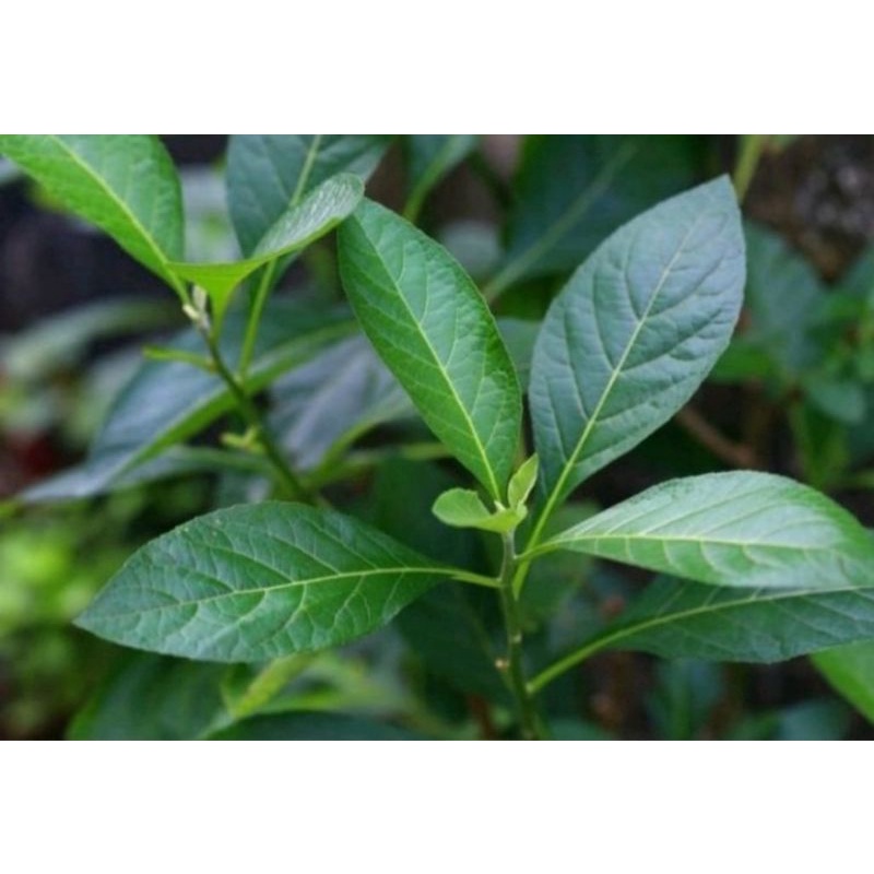 Lá  Cây Mật Gấu -  Cây Lá Đắng khô