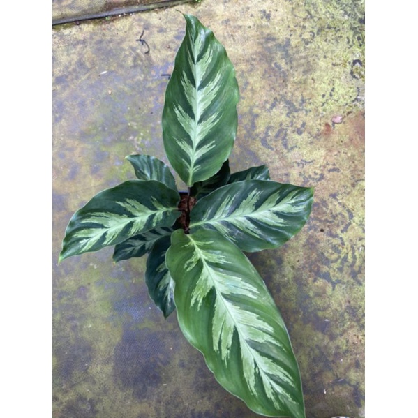 Calathea Misto - Cây đẹp dễ chăm sức sống tốt