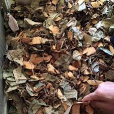Lá tắm Dao đỏ 1 bịch 1kg tắm và xông cho phụ nữ sau sinh