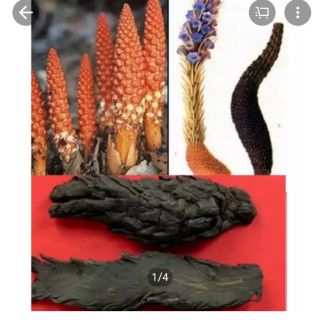 1kg Nhục thục dung