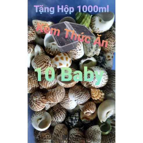 Combo 10 Vỏ Ốc Baby Tặng Hộp 1000ml+Thức Ăn Size Như Hình