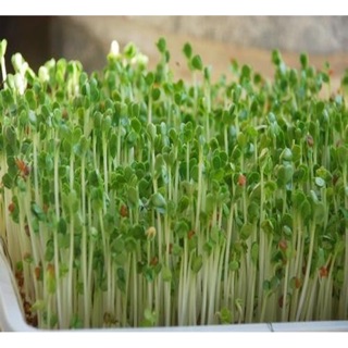 RAU MẦM TÂN TÂY LAN (NGỌT)