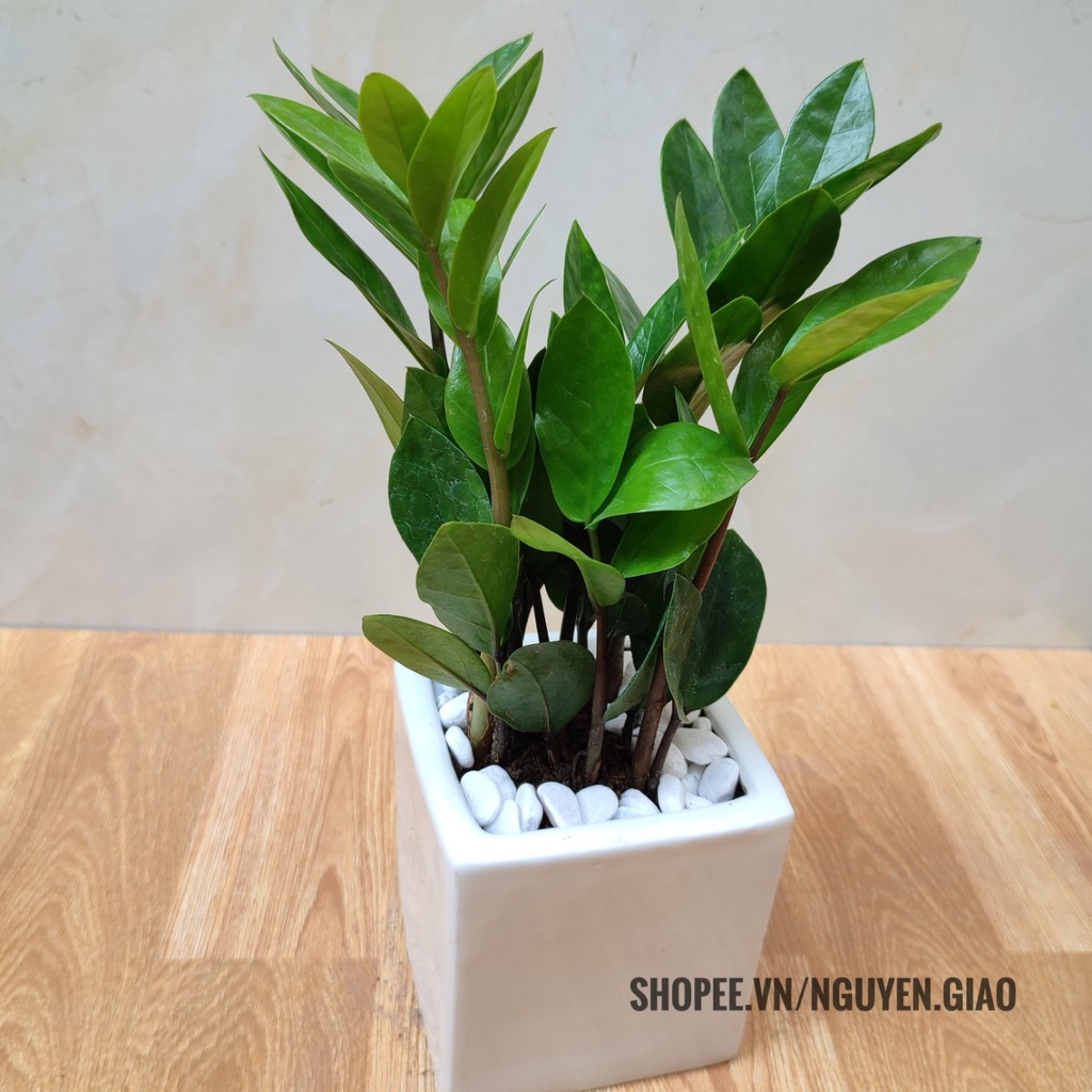 Cây kim tiền chậu sứ Cây phong thủy may mắn tài lộc