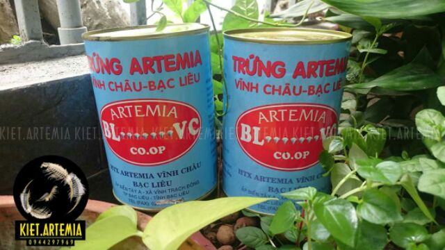 Hũ Artemia Vĩnh Châu - Artemia Vĩnh Châu Tỉ Lệ Cao 2nd