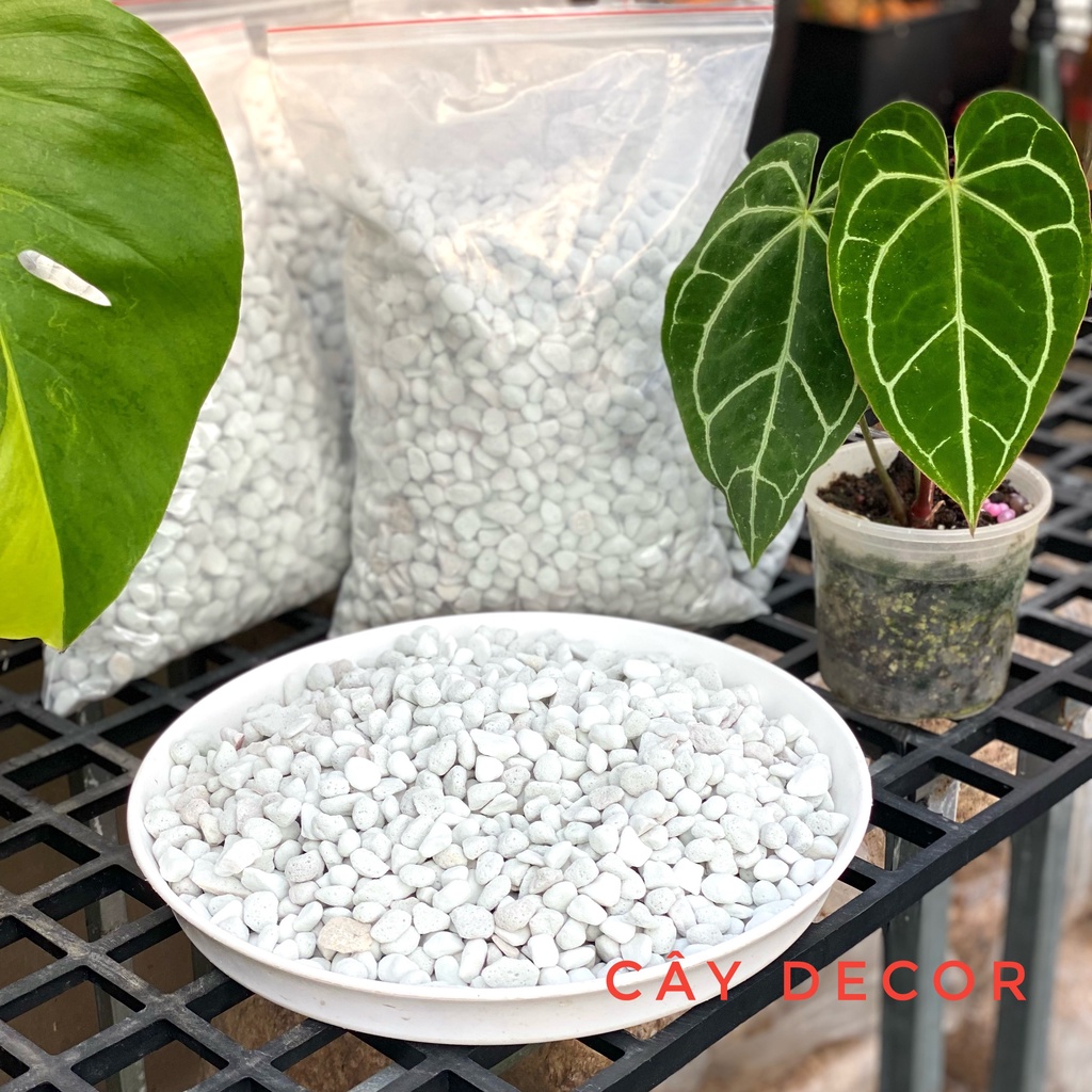Đá Perlite hạt to 3-7mm size lớn, túi 1kg tiện ích