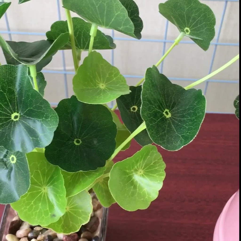Cây rau má nhật - Cây Nhựa Cao Cấp
