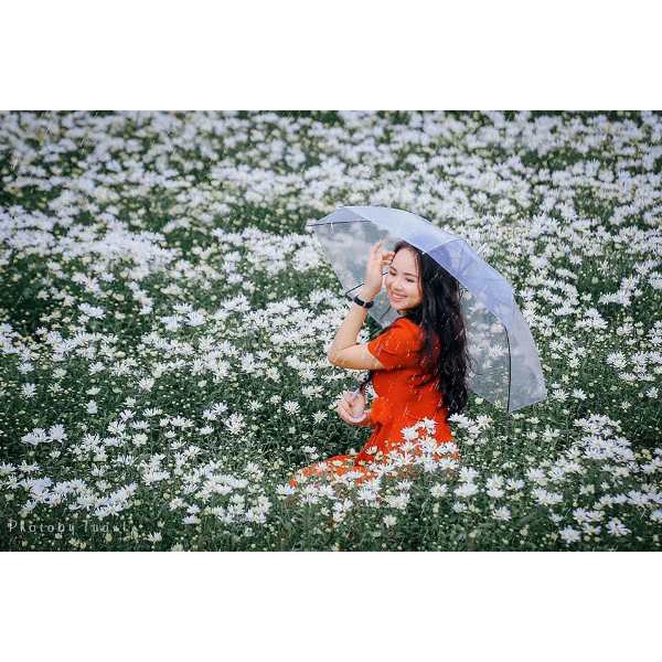 [Hot trend] Ô trong suốt HOA CÚC chụp ảnh Hàn Quốc cực xinh, ô đi mưa họa tiết hoa cúc tuyệt đẹp