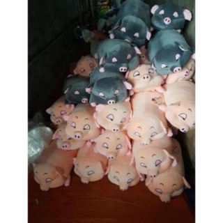 LỢN BÔNG ĐÁNG YÊU
