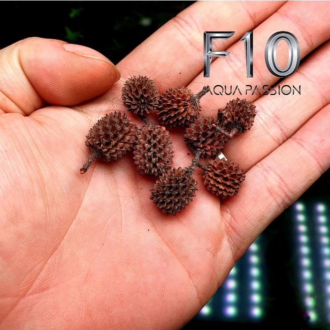 Quả Thông Khô - Trang trí bể cá dạng biotop