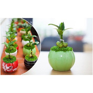 Cây Tài Lộc Cây Thần Tài Kèm Cỏ May Mắn Để Bàn ( Chậu hình thú )