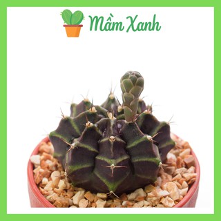 Xương rồng Gymno | Cactus | Cây mọng nước họ sen đá