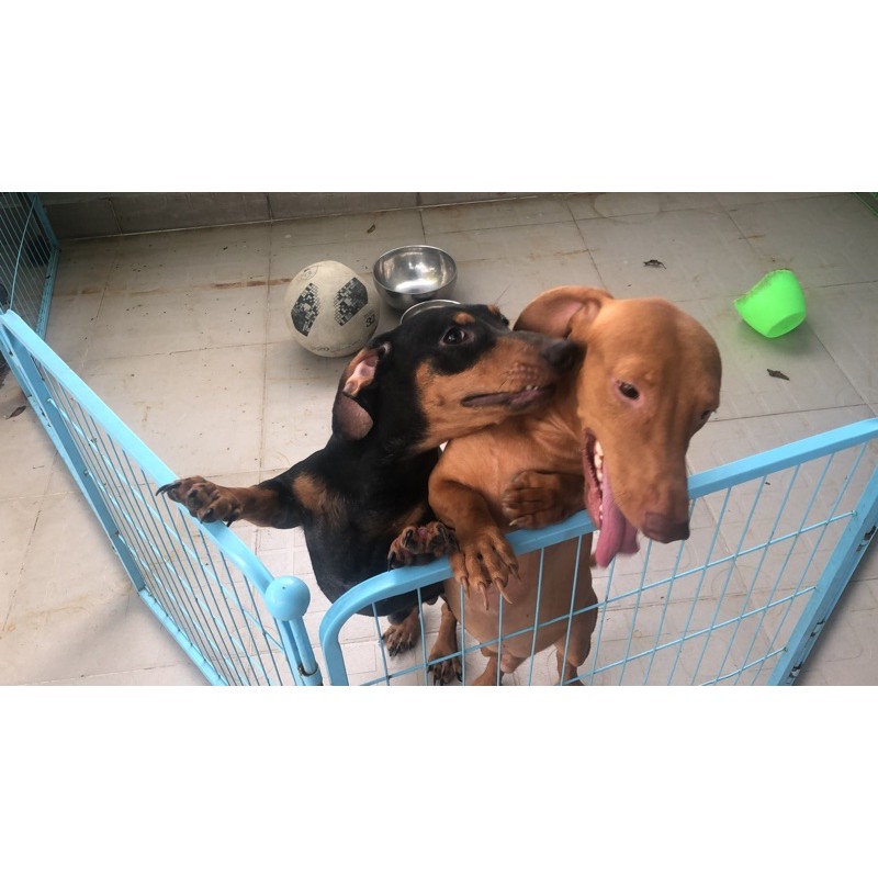 XÀ PHÒNG KHỬ MÙI VÀ DƯỠNG DA VỚI GIỐNG CHÓ LẠP XƯỞNG ( DACHSHUND) VÀ CÁC GIỐNG CHÓ KHÁC