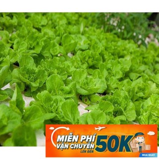10g Hạt giống Xà lách mỡ
