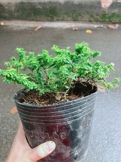 Linh sam Hạt Gạo