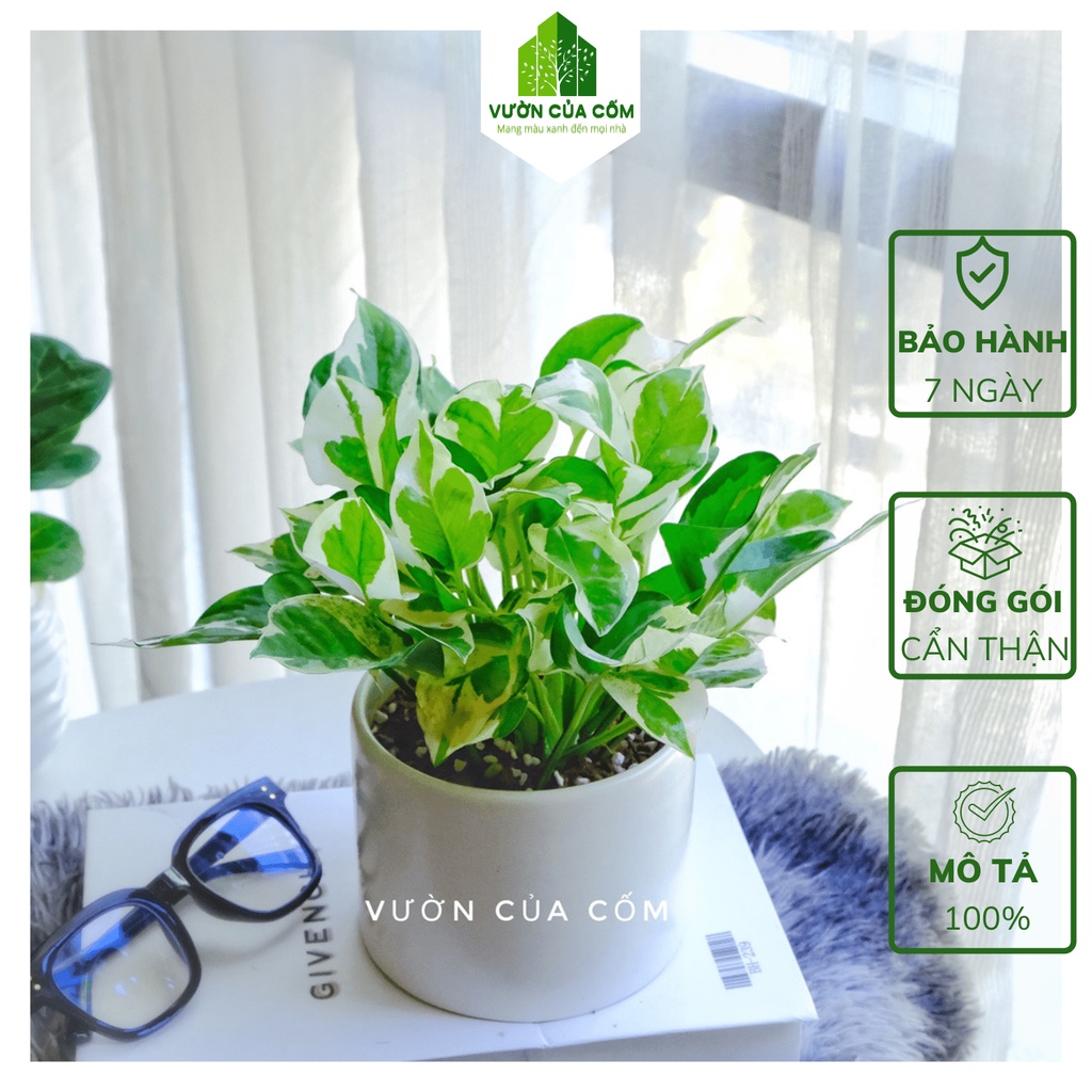 Cây trầu bà cẩm thạch để bàn kèm chậu sứ trắng , cây mang ý nghĩa phong thủy và thanh lọc không khí tốt .