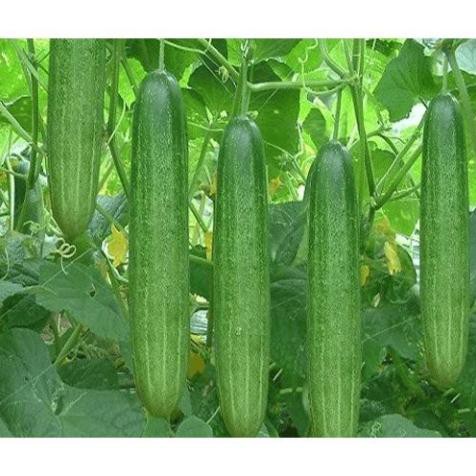 30 hạt giống dưa chuột chịu nhiệt TẶNG KÈM PHÂN VÀ KÍCH MẦM