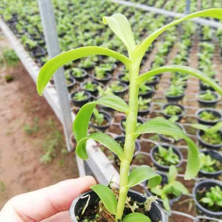 LAN PHI ĐIỆP 5 CT HỌNG TÍM 10cm