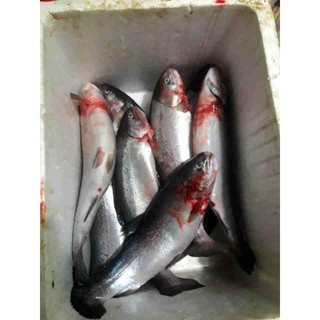Ruốc cá hồi sapa