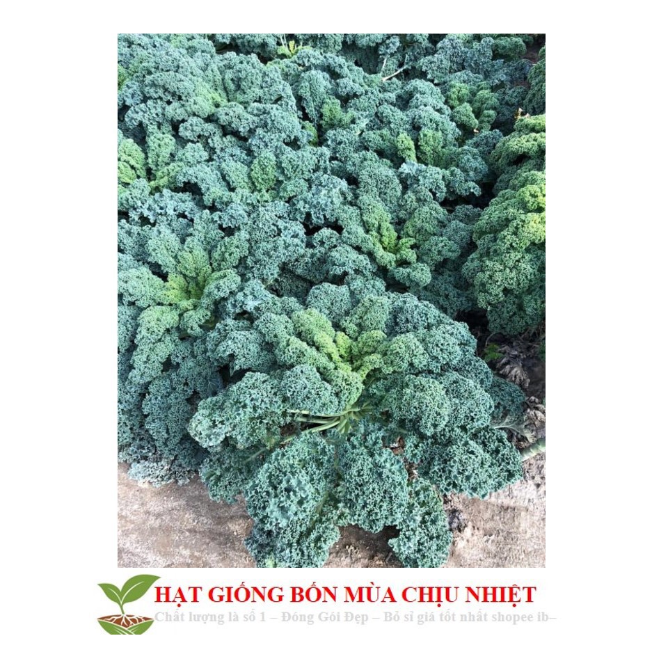 GÓI 50 Hạt Giống Cải Kale Chịu Nhiệt Toscano  luckyseed hạt siêu rẻ