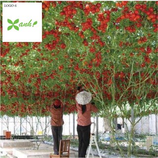 Hạt giống cà chua bạch tuột