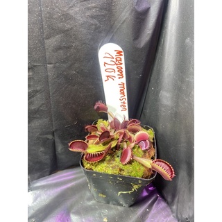 cây bẫy kẹp maroon monster, venus flytrap  maroon monster