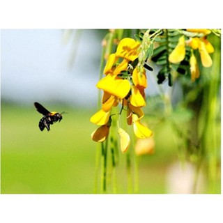 Hạt giống bông điên điển miền tây - gói 1 gram