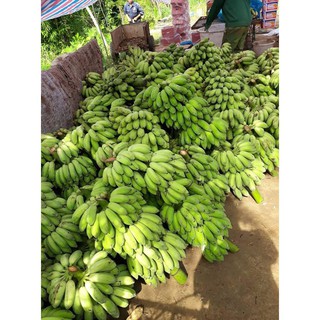 CÂY GIỐNG CHUỐI TÂY LÙN THÁI LAN SIÊU QUẢ