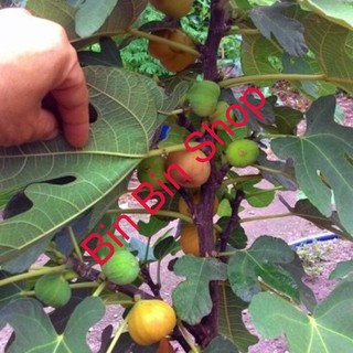 Hạt giống cây sung ngọt mỹ