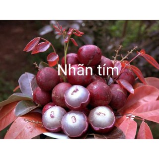 CÂY GIỐNG NHÃN XUỒNG TÍM