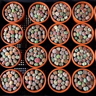 Combo 18 lithops/sen mông/ thạch lan+chậu+đất