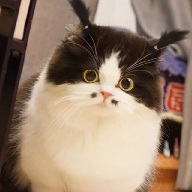 Đồ Si Công Nghệ